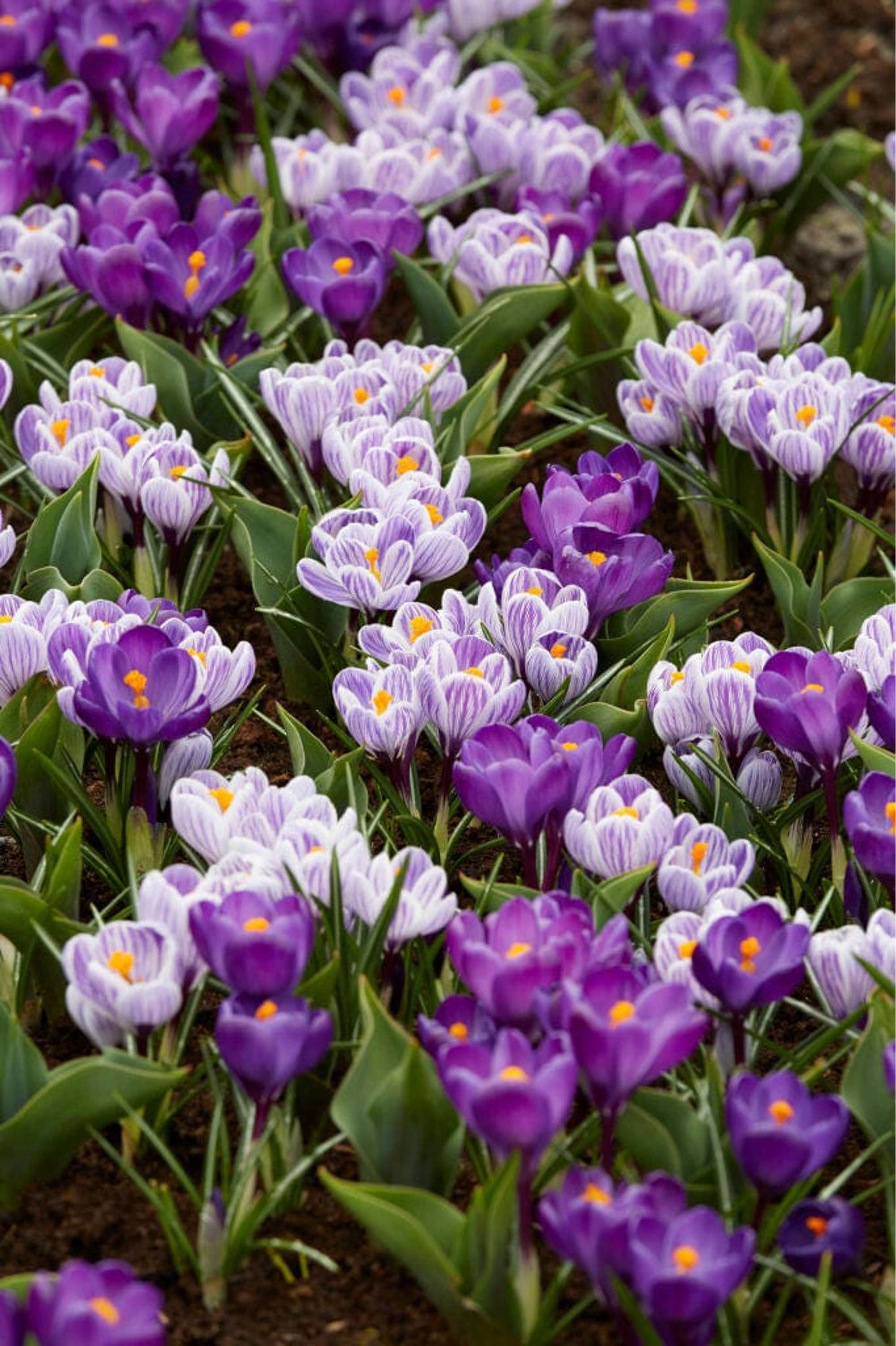 Krokusmischung 'Spring Stripes'